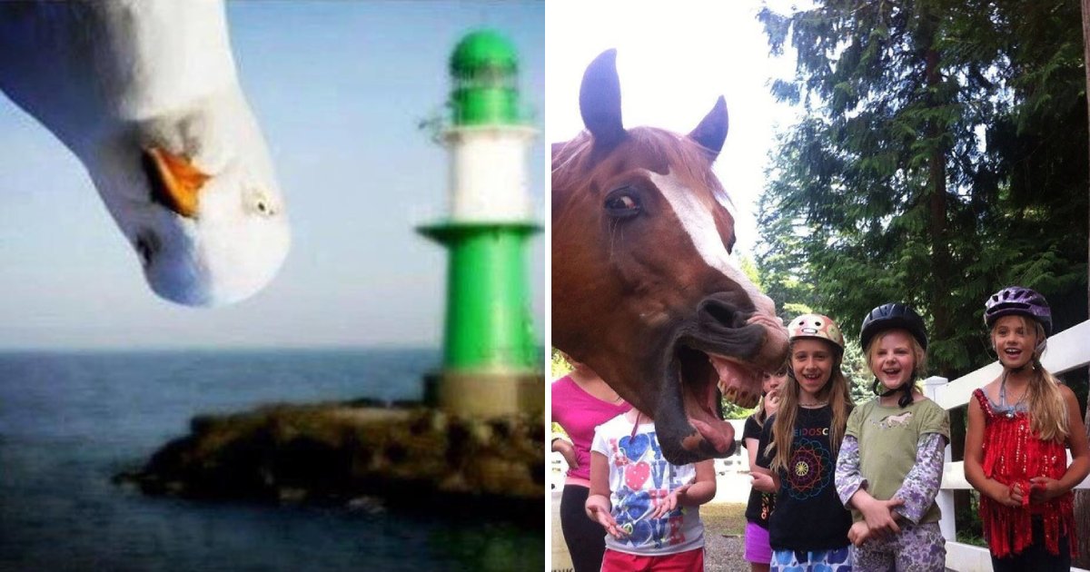 photobomb animals.png?resize=412,275 - 15 Hilarious Moments Where Animals Decided To Be Photobomb Masters