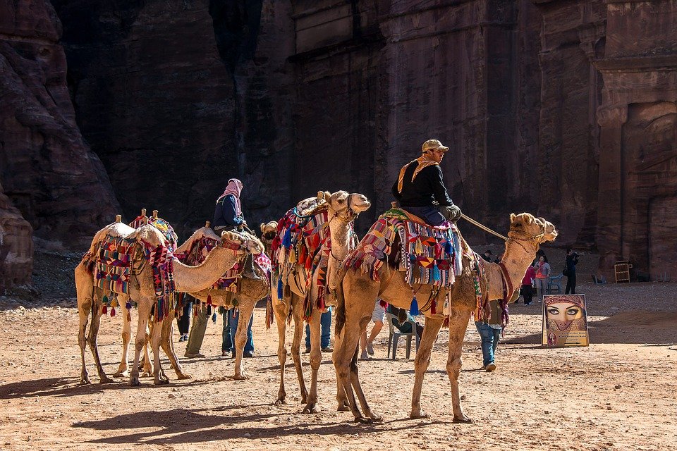 pixabay mikaelthunberg 1.jpg?resize=1200,630 - Les animaux destinés au tourisme en Égypte sont-ils maltraités?