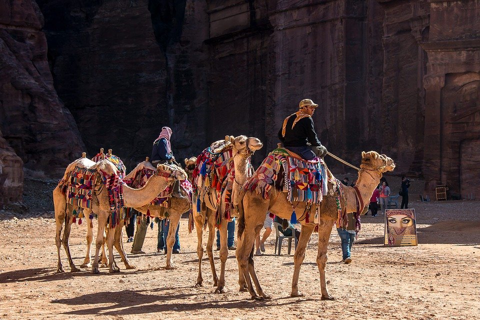 pixabay mikaelthunberg 1.jpg?resize=412,232 - Les animaux destinés au tourisme en Égypte sont-ils maltraités?