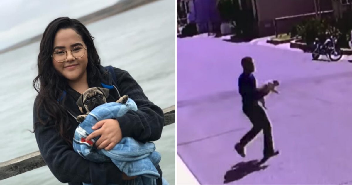 pug4.png?resize=412,275 - Cable Guy Caught On CCTV Stealing Dog From Client’s Backyard
