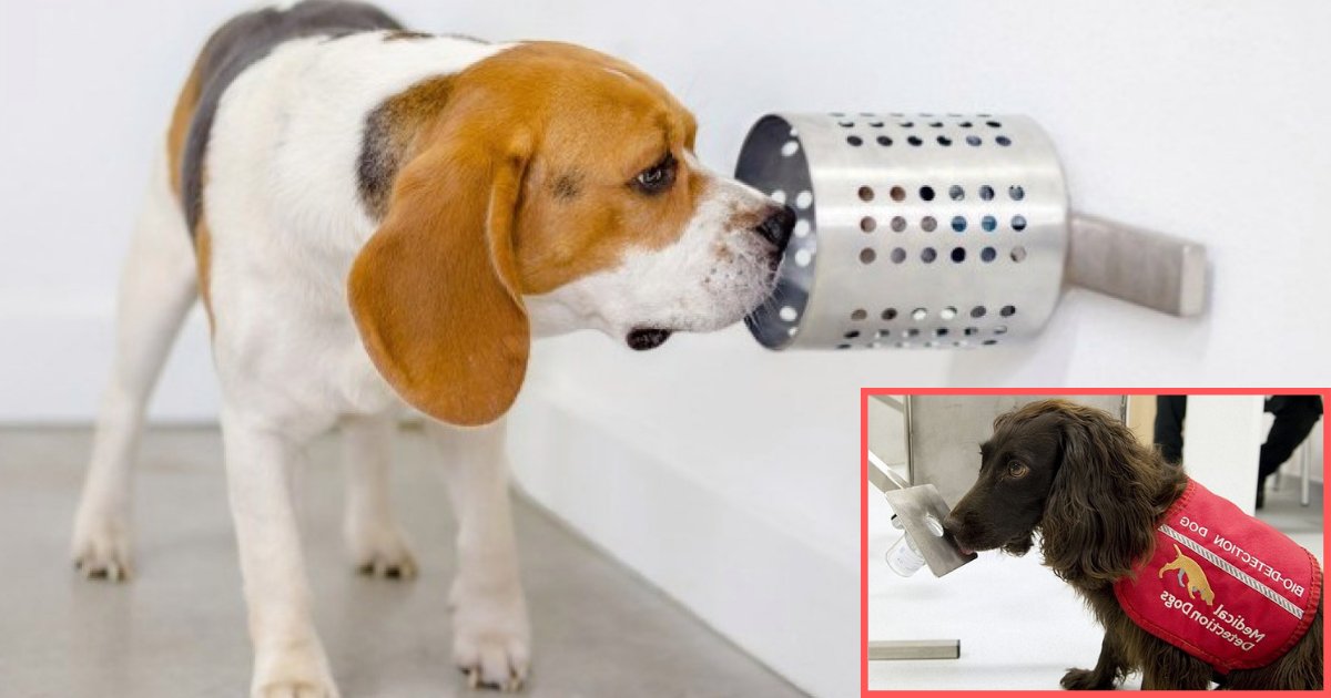 s2 8.png?resize=1200,630 - Les chiens peuvent être entraînés pour renifler et détecter si une personne a le cancer plusieurs mois avant les tests médicaux