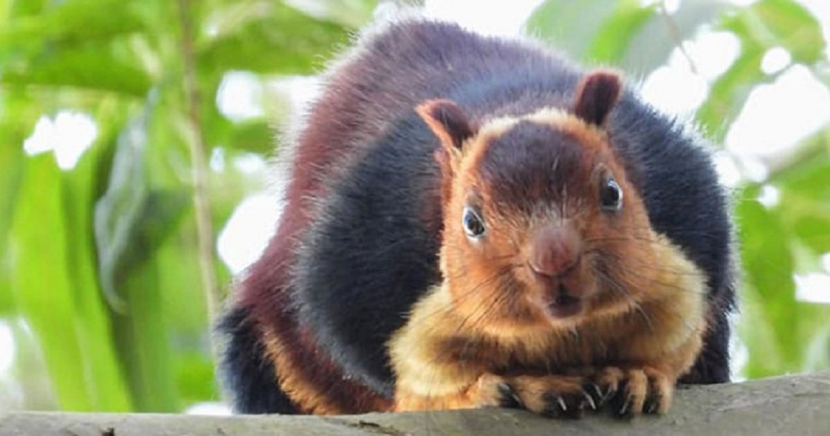 s5.jpg?resize=412,275 - These Giant, Colorful Squirrels In India Are The Most Beautiful Rodents