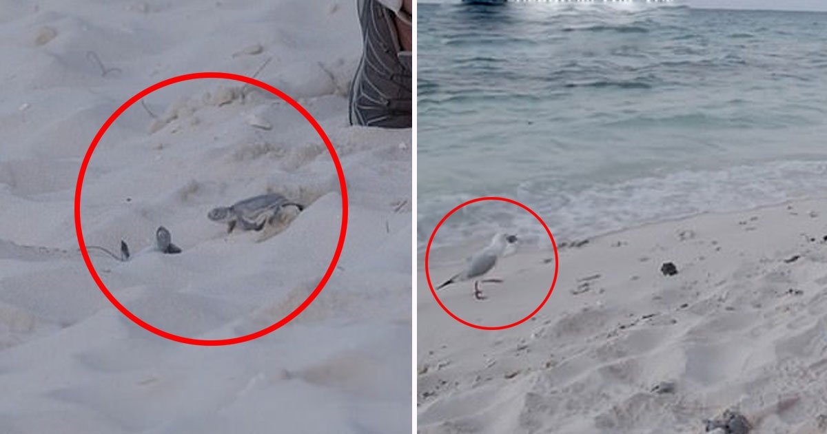 seagull snatched turtle.jpg?resize=412,232 - Baby Turtle Was Snatched And Eaten By A Seagull Moments After It Was Released Onto A Beach