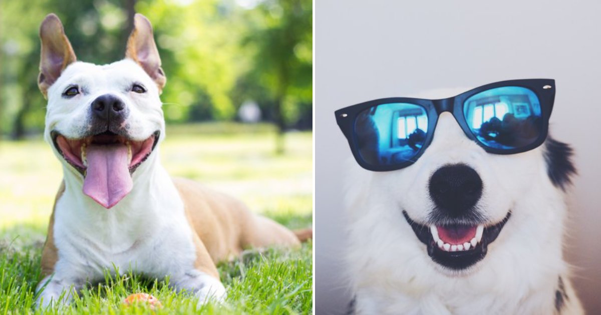 smiling dogs.png?resize=412,275 - 25+ Smiling Dogs That You Will Instantly Fall In Love With