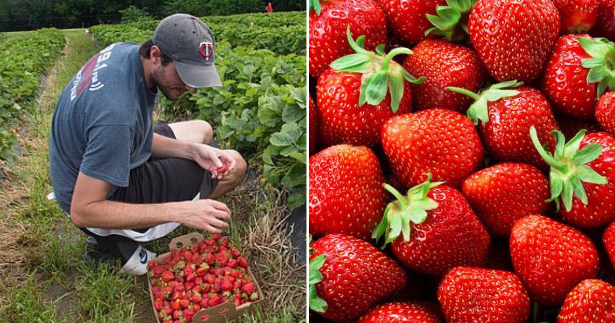 strawberries2.png?resize=412,232 - L'homme a trouvé la fraise la plus attrayante au monde et la plus douce