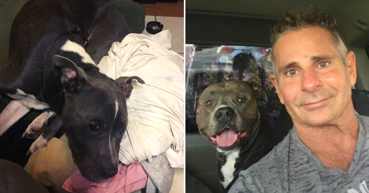 titan5.png?resize=1200,630 - Un chien volé était à deux jours de se faire euthanasier lorsque son propriétaire a vu sa photo sur Facebook