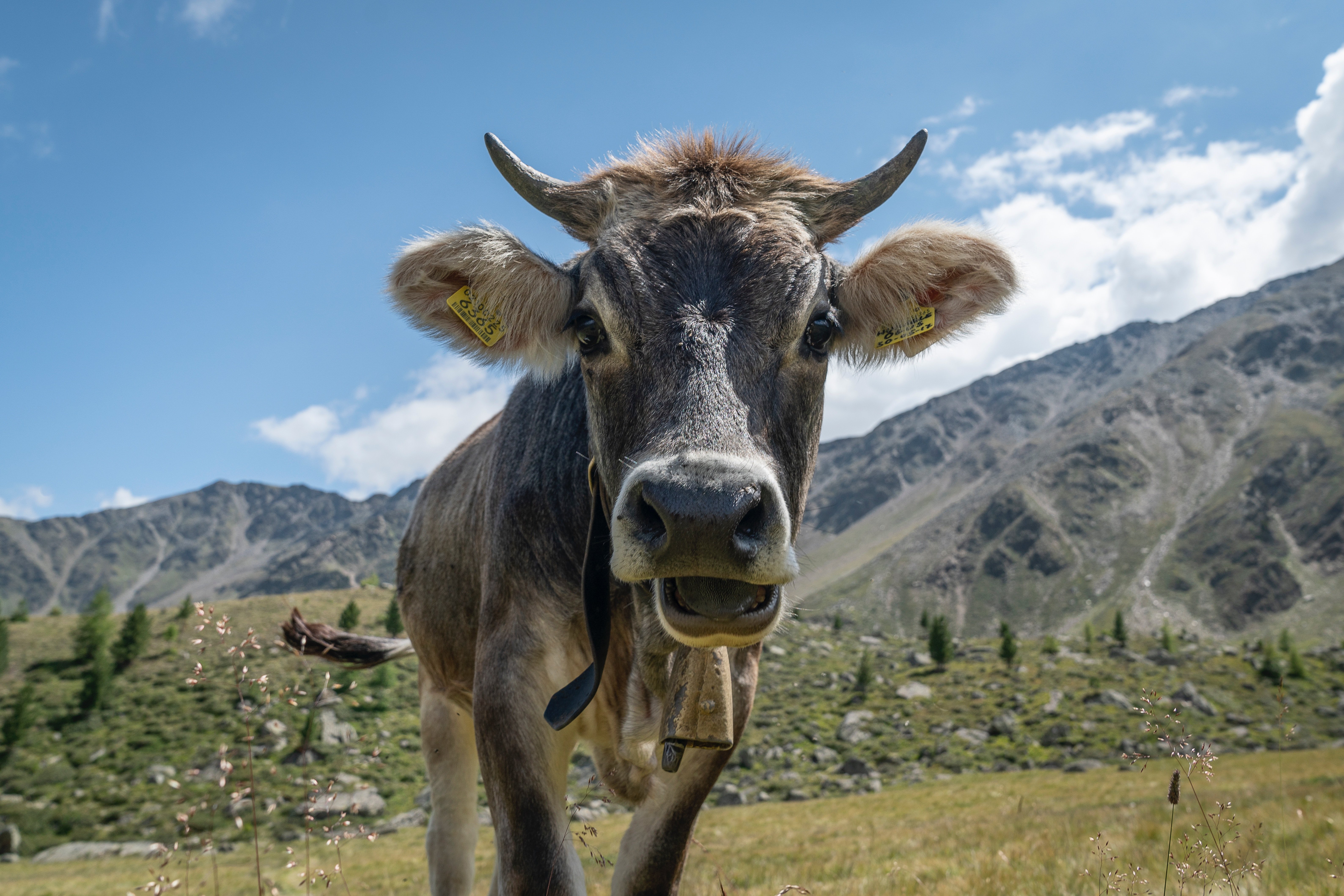 tobias oetiker 1121403 unsplash.jpg?resize=1200,630 - Un couple intente un procès car ils sont dérangés par les cloches de vaches