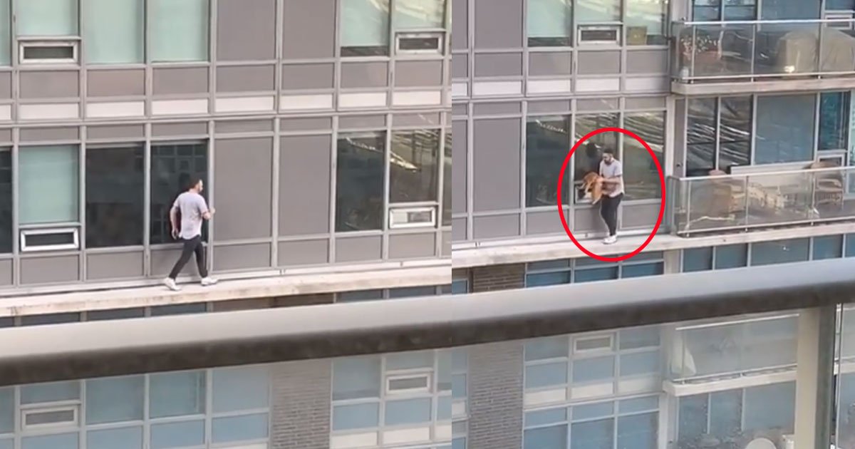 toronto man risked his life to save cat from balcony.jpg?resize=412,275 - Toronto Man Risked His Life To Save A Cat From The Balcony