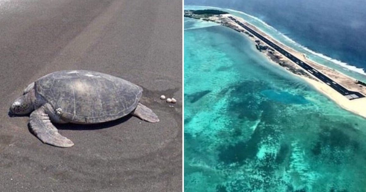turtle4.png?resize=1200,630 - Une tortue menacée d'extinction retourne à la plage pour y pondre des œufs, mais tombe sur une piste d'atterrissage