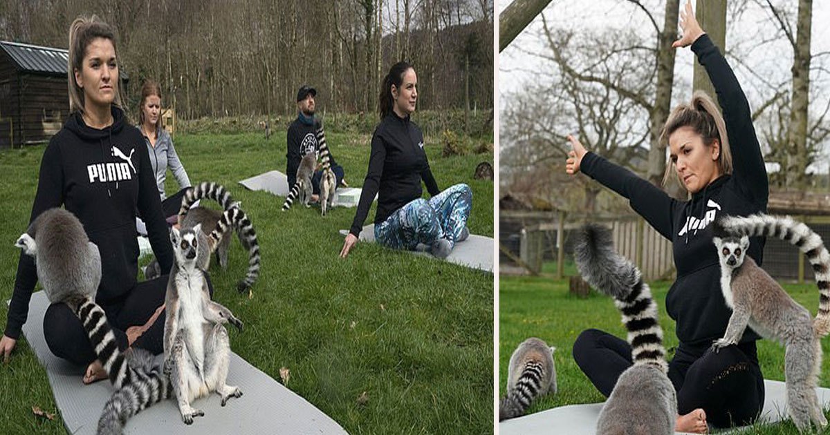 untitled 1 15.jpg?resize=412,275 - Lake District Hotel Launched 'Lemoga' Classes Where You Yoga With Lemurs