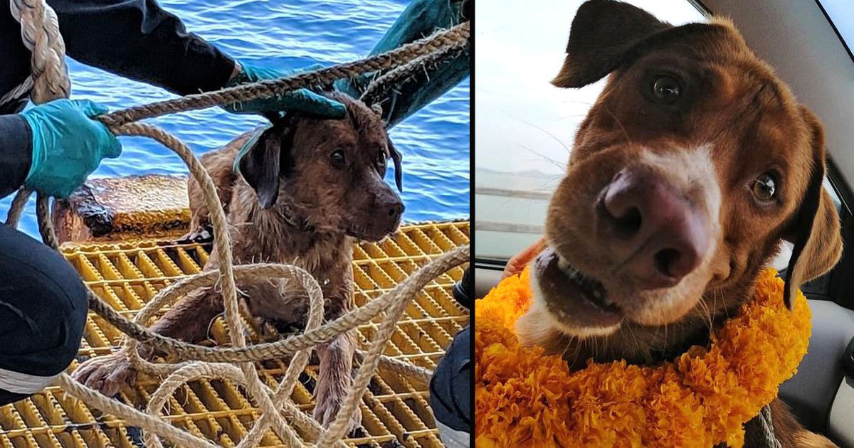untitled 1 46.jpg?resize=412,275 - Dog Rescued After Found Swimming 135 Miles Out At Sea