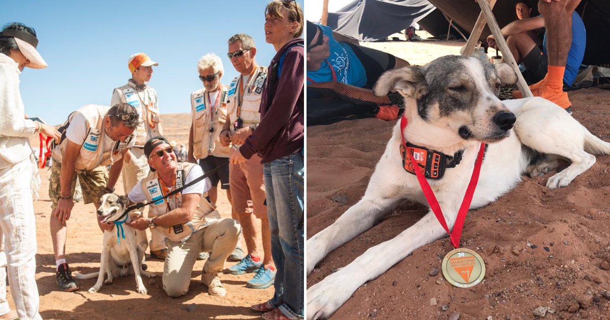 untitled design 17.png?resize=1200,630 - Un chien a couru plus de 160 kilomètres pour terminer un marathon du désert et gagner une médaille
