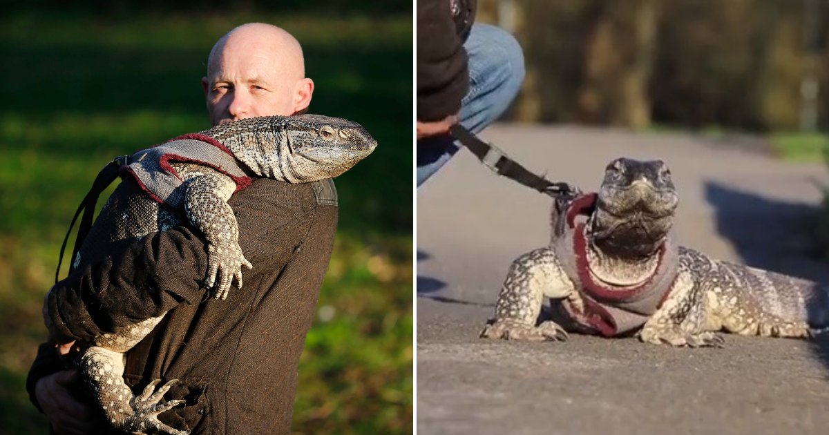 untitled design 60.png?resize=412,232 - Man Told To Walk His Giant Pet Lizard On A Leash After It Scared Other Dogs