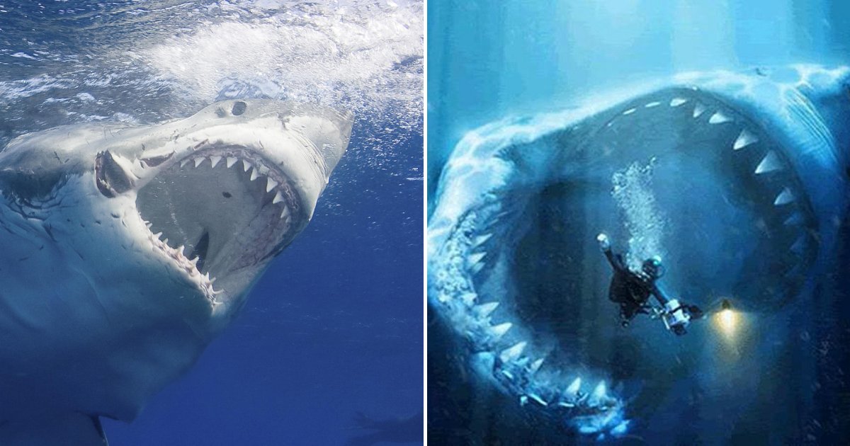 untitled design 61 1.png?resize=1200,630 - Des pêcheurs ont découvert un requin monstrueux qui bat des records après s'être étouffé avec une tortue géante