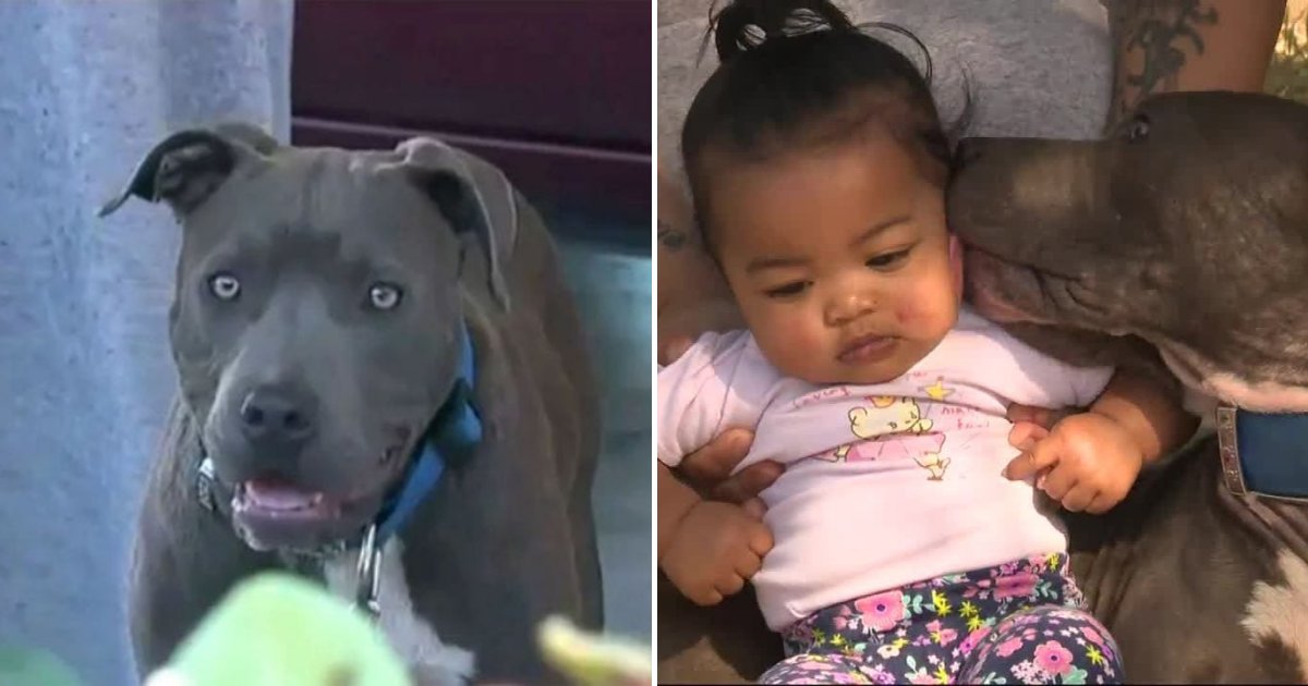 untitled design 62.png?resize=412,275 - Dog Rescued 7-Month-Old Baby Who Got Trapped In A Burning Apartment