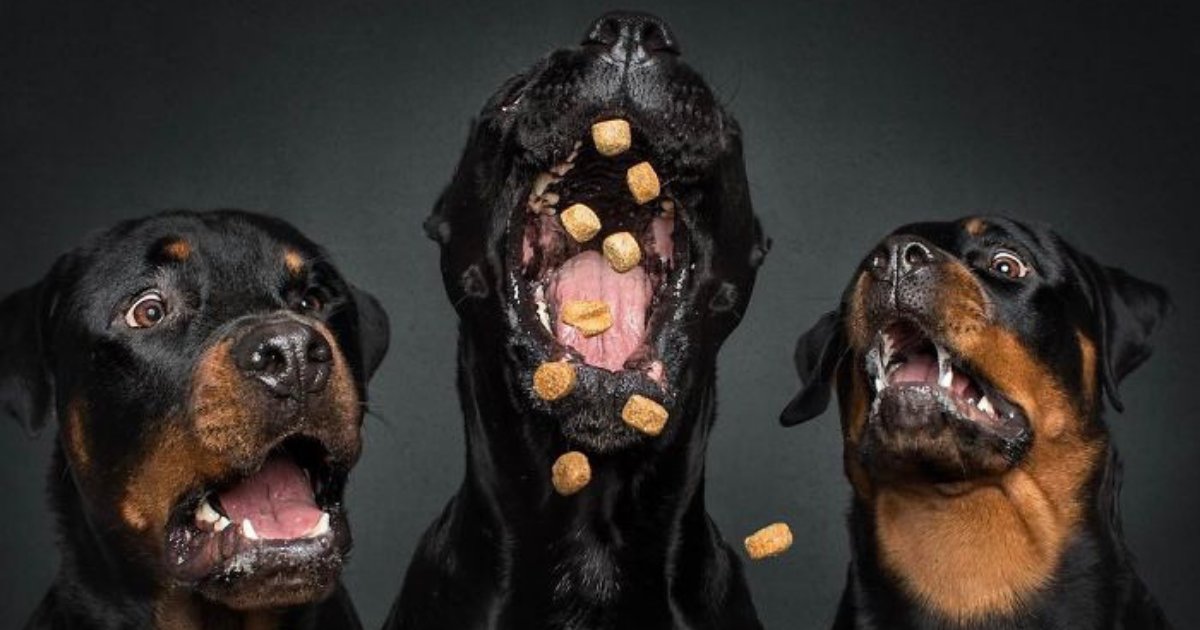 untitled design 76.png?resize=412,232 - These Glorious Moments Of Dogs Catching Treats In Mid-Air Will Make Your Day