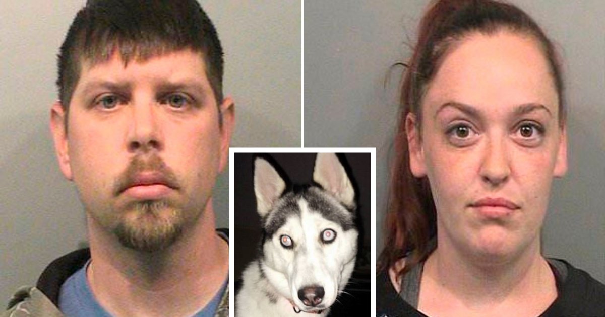 untitled design 84 1.png?resize=412,232 - Divorcing Couple Facing Jail Time After Abandoning Their Dog And Letting Him Starve