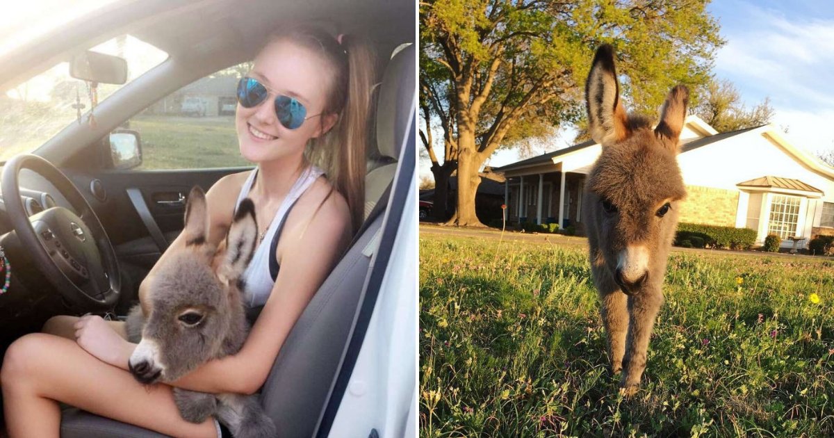 untitled design 91.png?resize=412,275 - Teenage Girl's Life Changed Forever After Adopting Abandoned Baby Donkey