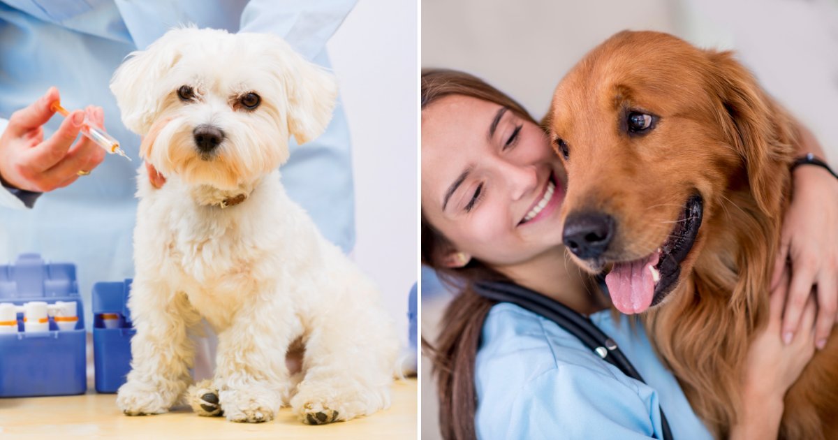 vet.png?resize=412,275 - Anti-Vaxxers Refuse To Vaccinate Their Pet Dogs Amid Fears It Causes Autism