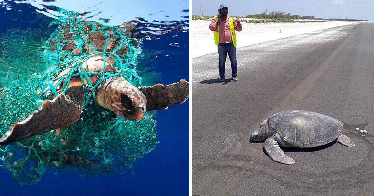 vvv.jpg?fit=1024%2C538&ssl=1&strip=all - Mother Turtle Came Back Home Just To Lay Its Eggs But Found The Nesting Spot No Longer There Due To Development