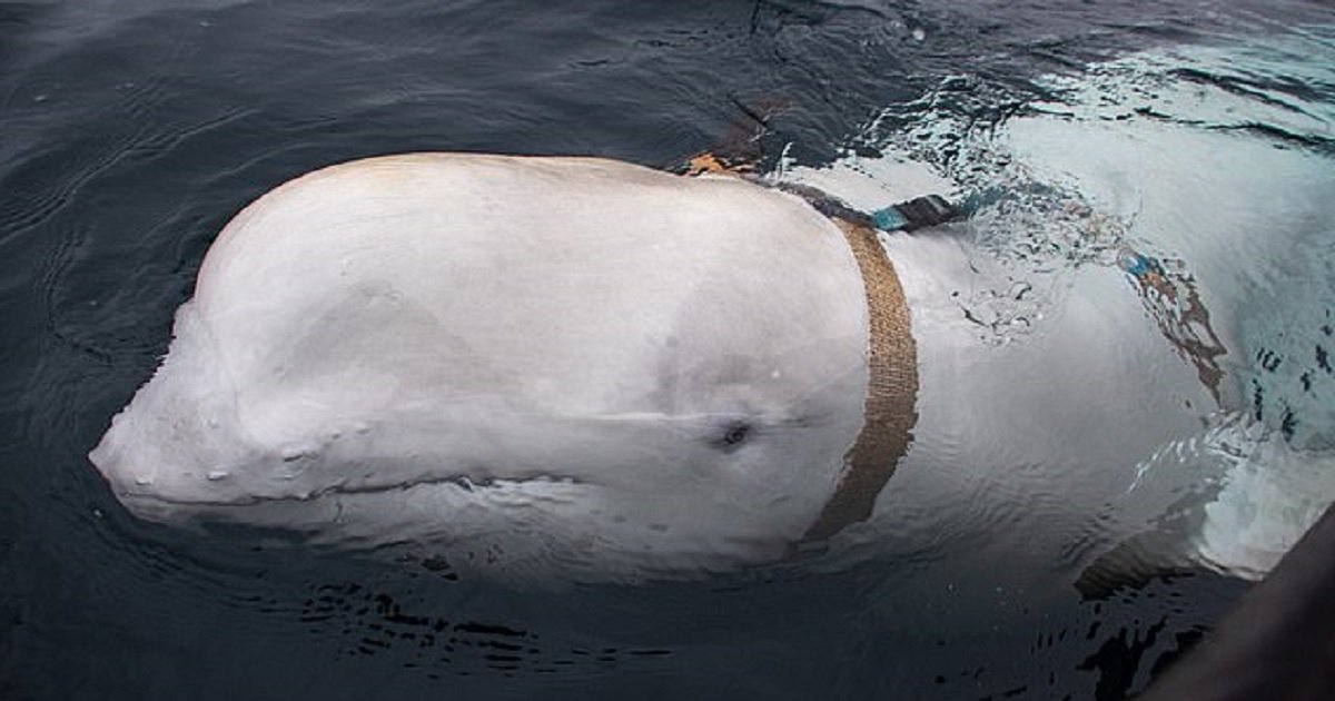 w3 3.jpg?resize=1200,630 - Un groupe de pêcheurs a capturé une "baleine-espion" suspectée d'appartenir aux russes au large des côtes norvégiennes