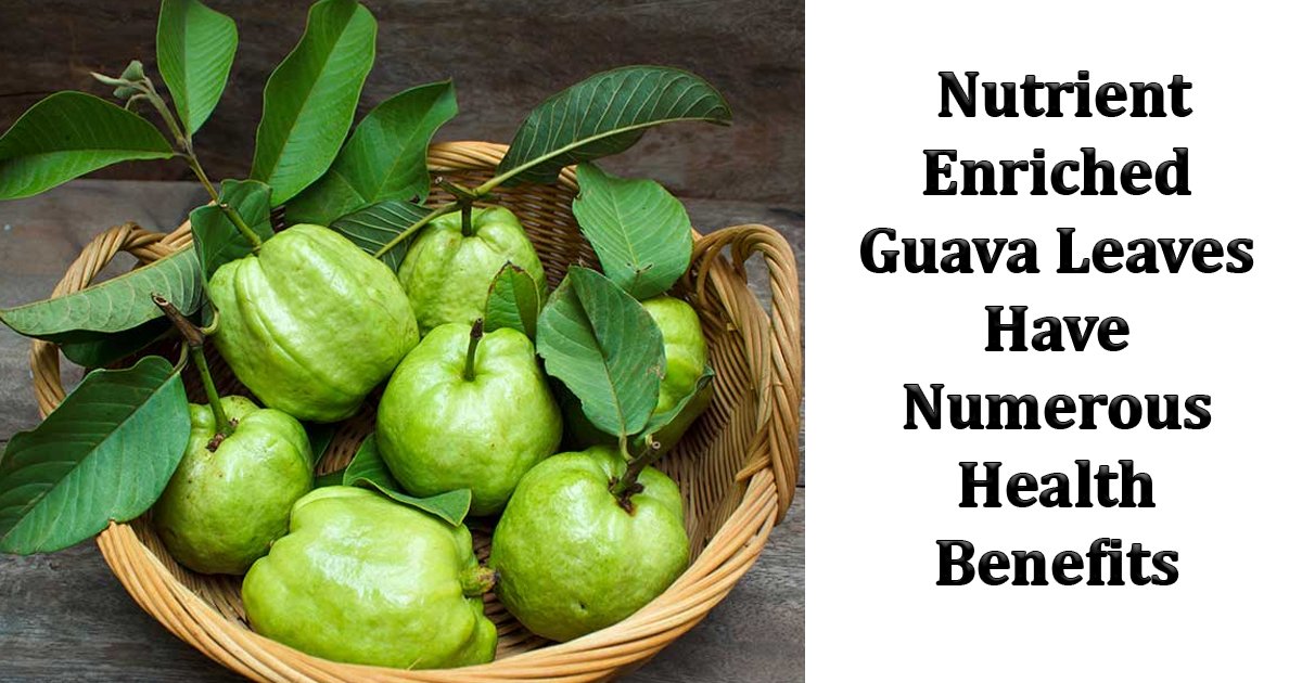 wfasff.jpg?resize=412,275 - Did You Know That Nutrient Enriched Guava Leaves Have Numerous Health Benefits