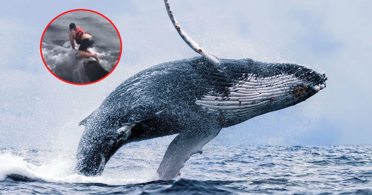 whale rescued.jpg?resize=412,232 - Un pêcheur a sauté dans l'océan et a grimpé sur le dos d'une baleine à bosse pour la sauver
