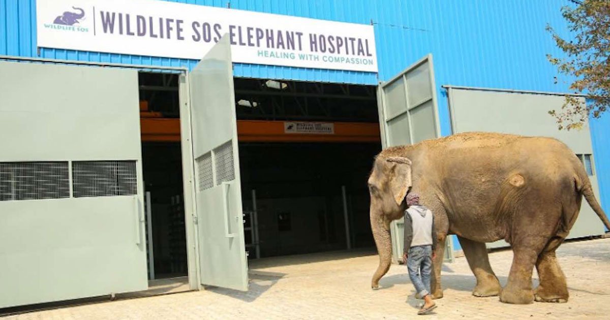 wildlife sos hospital.jpg?resize=1200,630 - Le tout premier hôpital indien pour les éléphants secourus, Wildlife SOS, sauve et soigne les éléphants sauvages