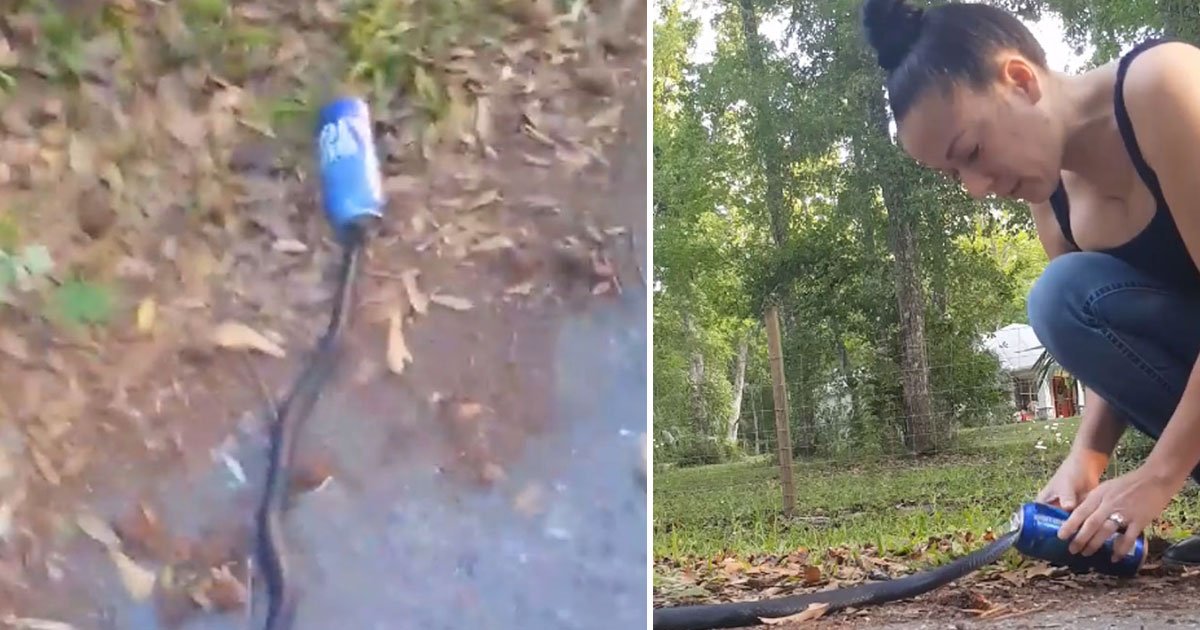 woman saves snake.jpg?resize=1200,630 - Woman Saved A Black Snake Trapped In An Empty Beer Can