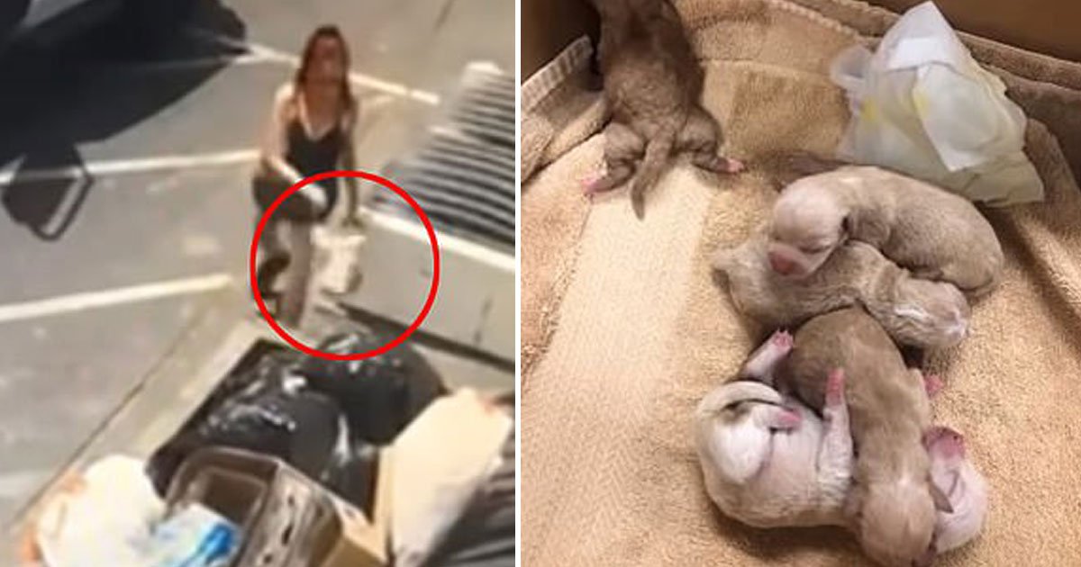 woman threw pups trash.jpg?resize=1200,630 - Police Searching For The Woman Who Threw A Bag Of Seven Newborn Puppies Into A Trash Bin In Coachella