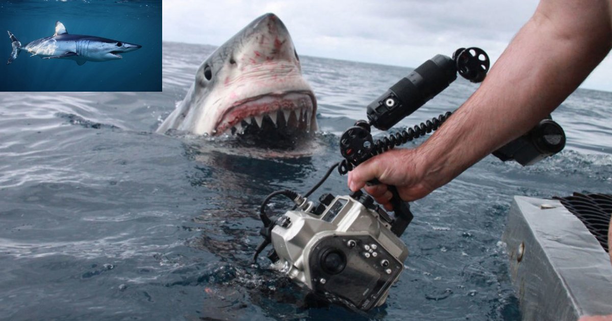 y1.png?resize=1200,630 - Un requin massif trouvé sur la côte australienne avec une particularité inhabituelle