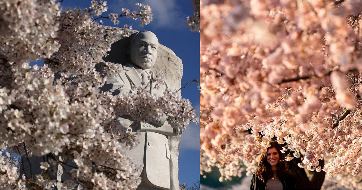 y2 4.png?resize=1200,630 - Des voyageurs, photographes et amoureux de la nature se sont réunis à Washington pour regarder les cerisiers fleurir