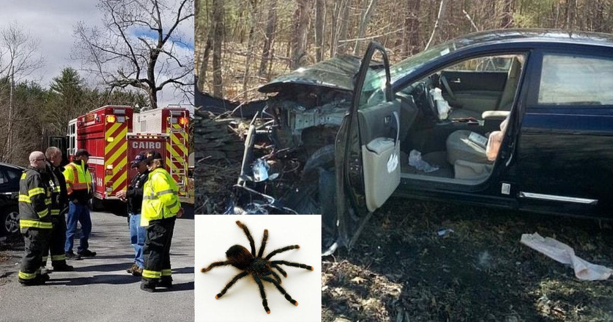 y2 8.png?resize=1200,630 - À New York, une femme a heurté un mur de pierre après avoir vu une araignée dans sa voiture