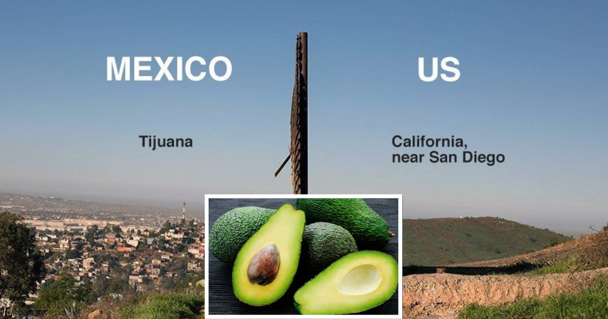y3 2.png?resize=412,275 - Avocados Crisis Will Arise In the US If Mexico Border Closes