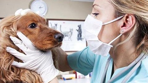 Resultado de imagen de veterinario paciente