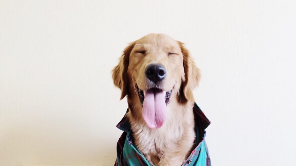 Resultado de imagen de happy dog