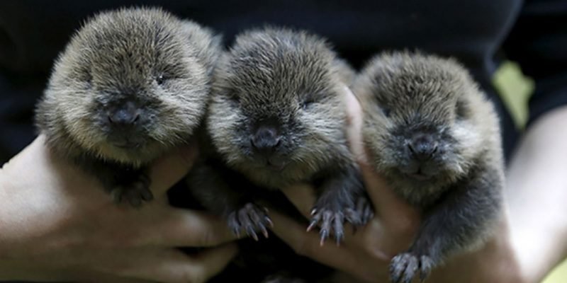 12 1 1 e1557247488767.jpg?resize=412,232 - 55 Adorable Baby Beavers You'd Instantly Want To Give A Hug To