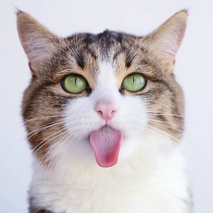 12 Hábitos extraños de los gatos que por fin tienen una explicación