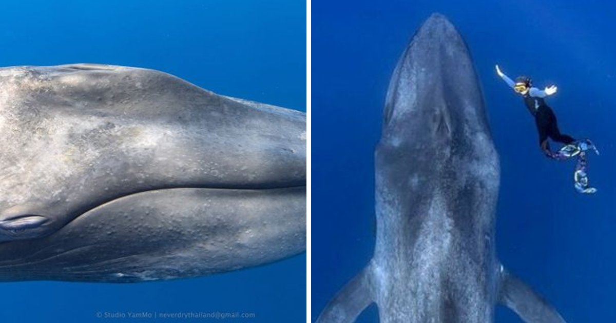13 35.jpg?resize=412,232 - 스리랑카 심해에서 지구상에서 가장 거대한 '대왕고래' 발견.jpg (영상)