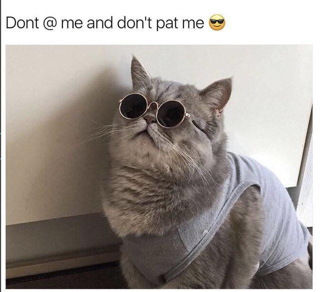 Cat with sunglasses