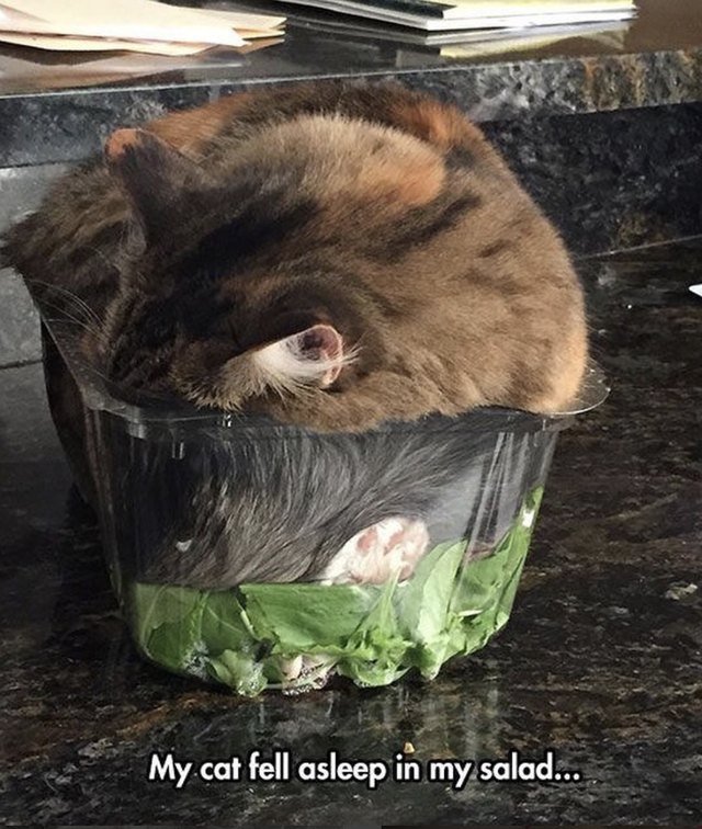 Cat asleep in a salad container