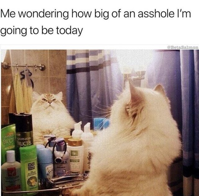 Big cat looking in bathroom mirror
