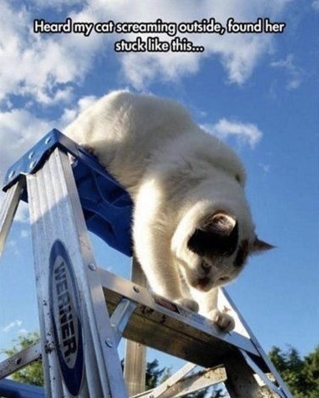 Cat stuck on a ladder