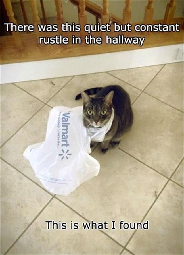 Cat stuck in a bag