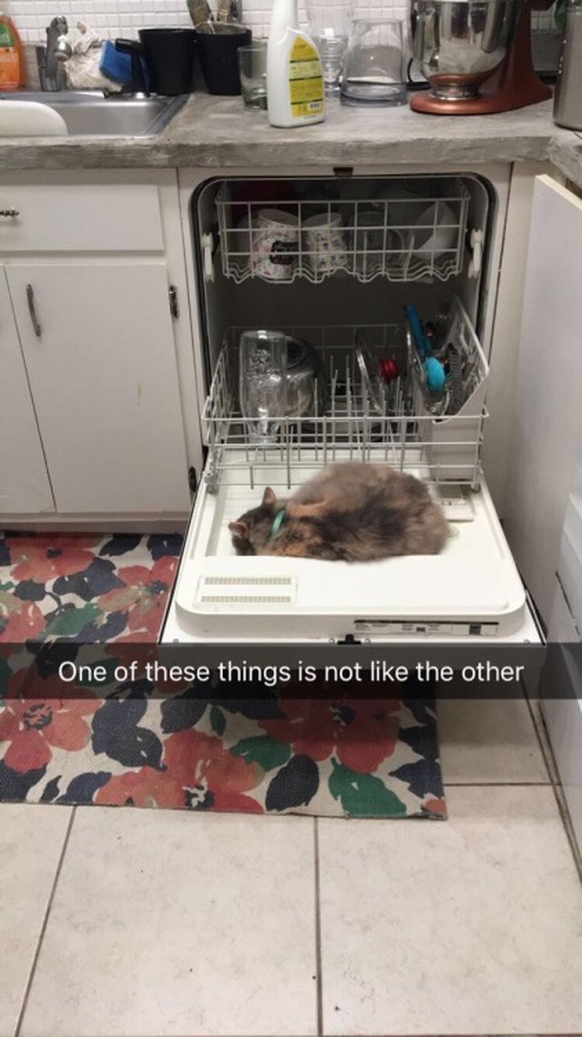 Cat sleeping on open dishwasher door