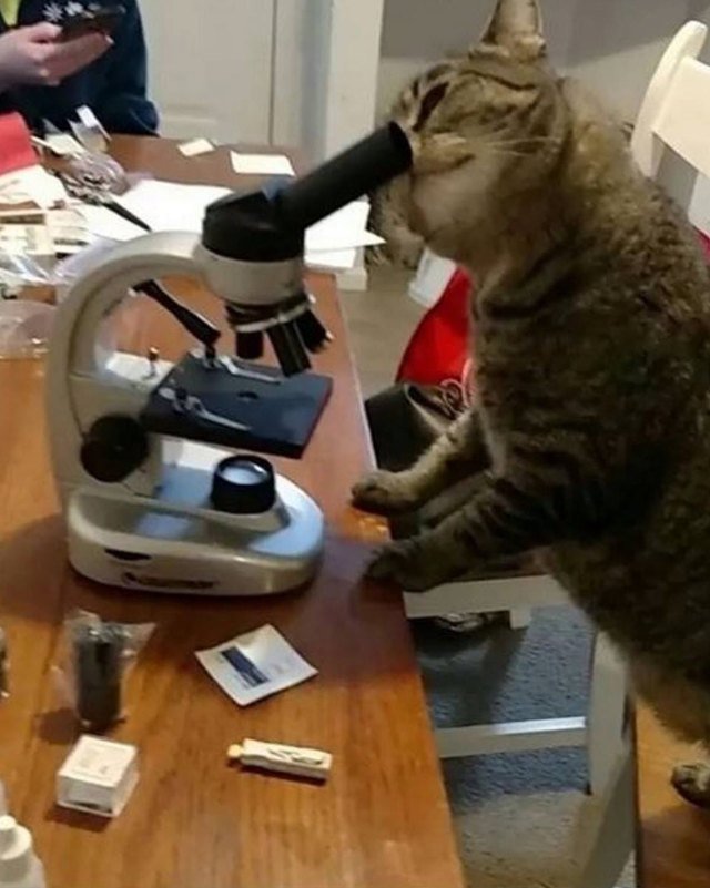Cat looking through telescope