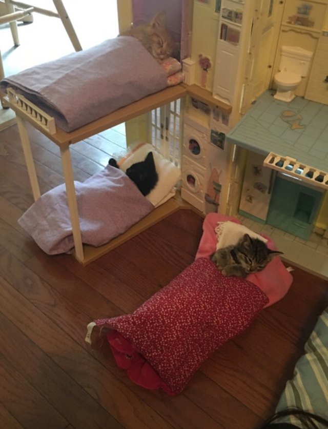 Kittens asleep in doll beds