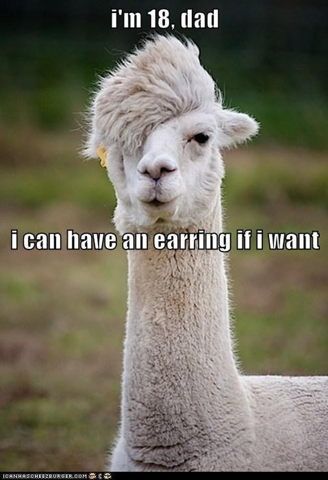 Llama with funny haircut.