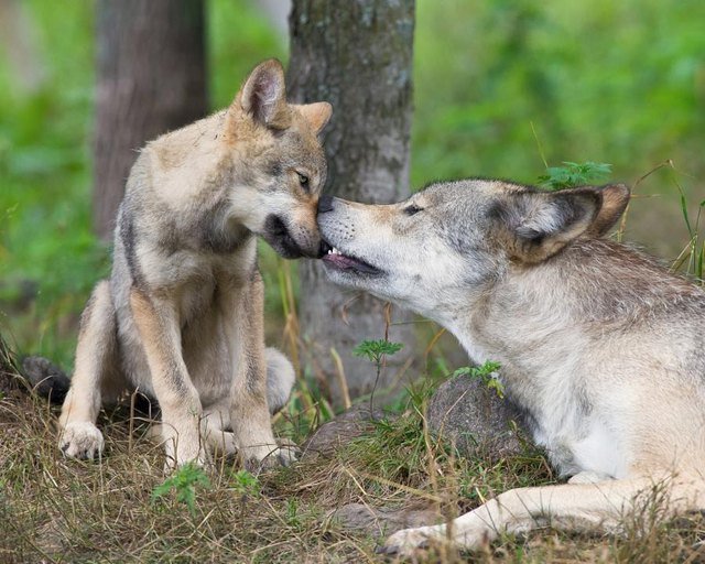 Gray wolf bites pup