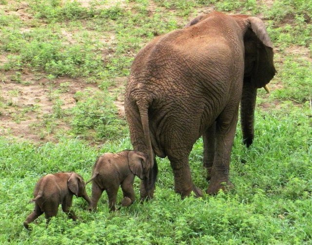 Adult elephant with two babies following.
